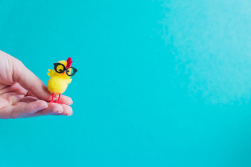 little yellow chicken in glasses in female hands on a blue background