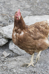Brown home fowl outdoors.