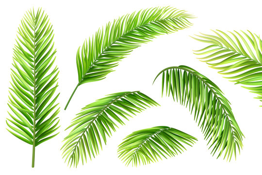 Palm tree leaves vector set. Realistic branches of a tropical plant for decorating a vacation card, invitation or flyer.