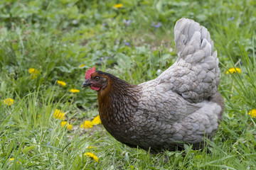 Gray homemade hen outdoors.