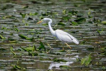 airone bianco (Ardea alba)