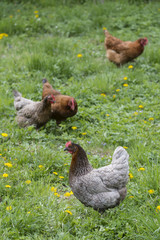 Gray and brown home fowl outdoors.