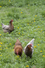 Gray and brown home fowl outdoors.