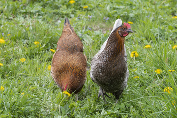 Gray and brown home fowl outdoors.