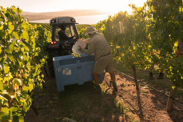 Chardonnay Grape Harvesting