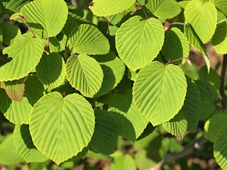 新緑のトサミズキ