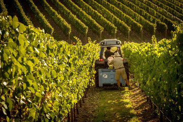 Chardonnay Grape Harvesting