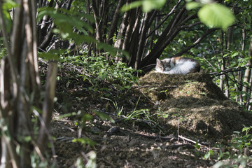 Naklejka na ściany i meble A lying pink cat on a pile of cut grass.