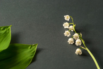 One branch of a lily of the valley and leaves, close-up on a gray background