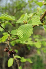 Close up of blooming branch of Alnus glutinosa, the common alder, black alder, European alder or just alder in spring. Poland, Europe