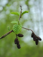 Alnus glutinosa, the common alder, black alder, European alder or just alder in spring. Poland, Europe