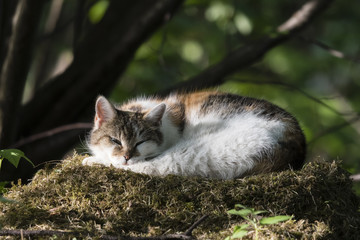 A lying pink cat on a pile of cut grass.