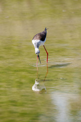 Cavaliere d'Italia (Himantopus himantopus)