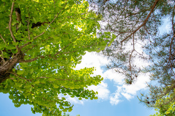 青葉と空