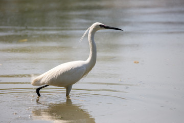 Garzetta (Egretta garzetta)