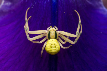 Crab spider on flower