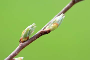 Green new buds on branch in spring season