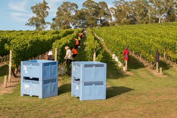 Chardonnay Grape Harvesting