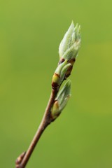 New buds on branch in spring season, tree twigs on natural green background