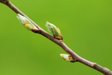 Branch with fresh new green buds blossoms in spring season