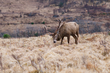 Red Deer, Scottish Highlands