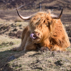 Highland Cattle, Scottish Highlands