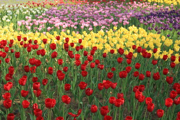 チューリップ畑