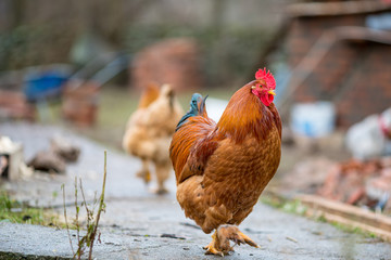 Close up of beautiful big curious rooster walking around in garden in Serbia