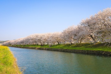 流川桜並木