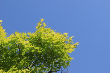 新緑のカエデ