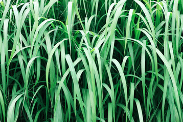 Fototapeta premium Front view dark green sedges (Carex) grass leaves, bush closeup, abstract botanical background.