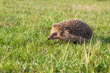wildlife young european hedgehog on green grass