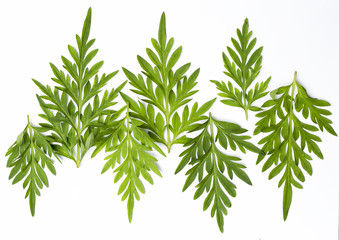 Fresh green leaf background design