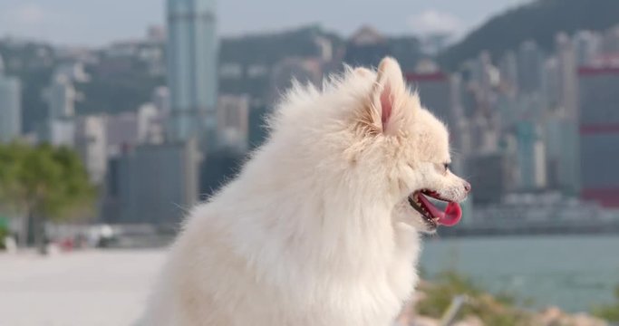 Cute Pomeranian dog in the city of Hong Kong