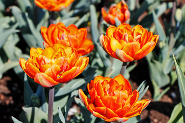 Field of red-yellow beautiful tulips