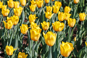 Field of yellow tulips