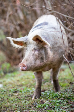 Portrait of big organic free range curious pig getting closer to the camera, photo taken in a garden in Serbia