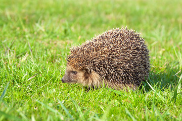 wildlife young european hedgehog on green grass