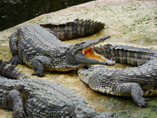 Crocodile
