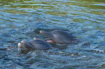 Fototapeta premium two dolphins in the bay, against the background of splashes and sea water