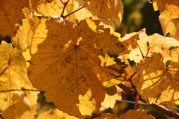 Naklejka na ściany i meble Leaf Fall Wine Blatt Herbst Wein