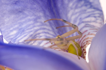 Crab spider on flower