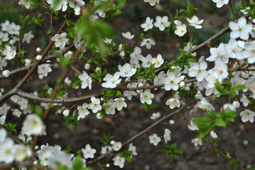 Wild cherry tree blossoming twigs with green leaves on dark blurry background