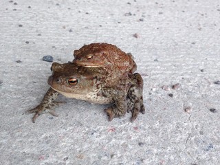 two frogs on there way 