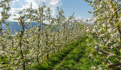 Fototapeta na wymiar Apple tree blossom. Apple Orchards in spring time in the countryside of Non Valley (Val di Non), Trentino Alto Adige, northern Italy.