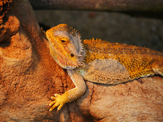 Dragon barbu