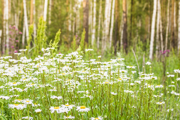 meadow of daisies on a background of forest