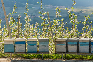 beehive in an orchard in spring in the countryside of Non Valley (Val di Non), Trentino Alto Adige,...