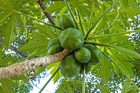 Bunch of Natural Green Pawpaw Fruit and Patterned Leaves