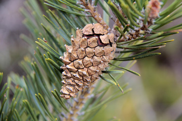 pomme de pin